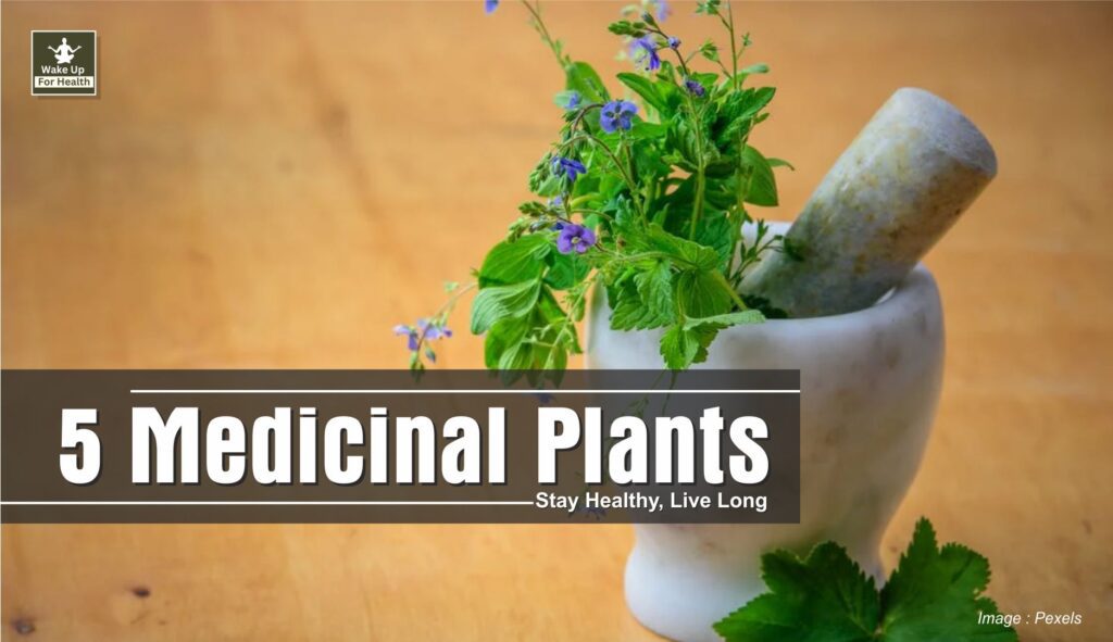 5 Medicinal Plants