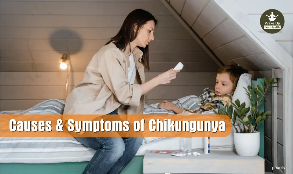 Chikungunya Virus | Symptoms, Diagnose, Prevention & Treatment 