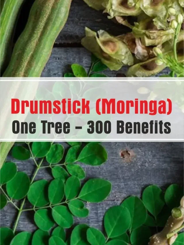 Drumstick (Moringa) Benefits