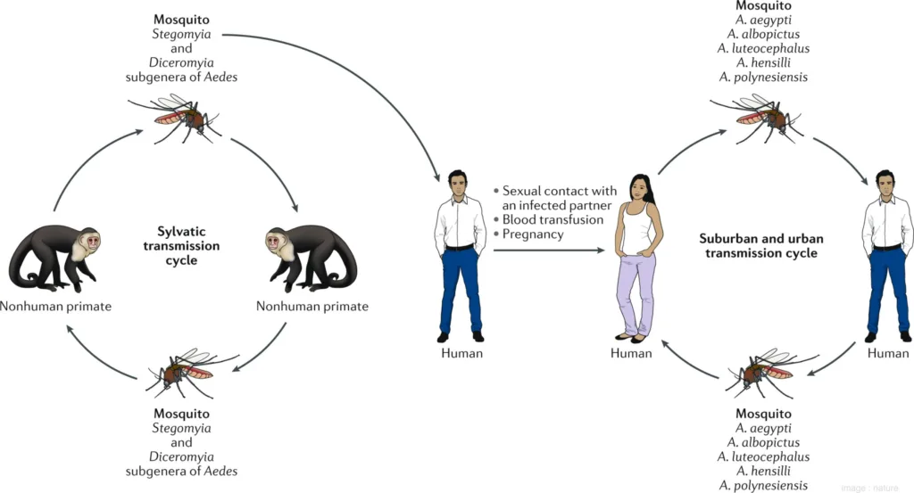 Zika Virus - How to Beat | Know Causes, Symptoms, Prevention and Treatment