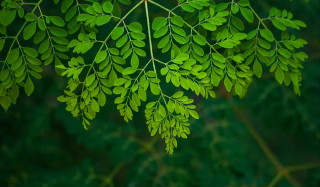 Moringa leaf for corona pendemic