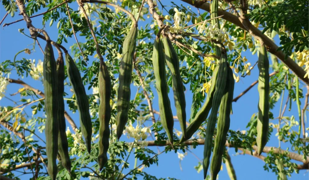 Moringa pods for corona pendemic