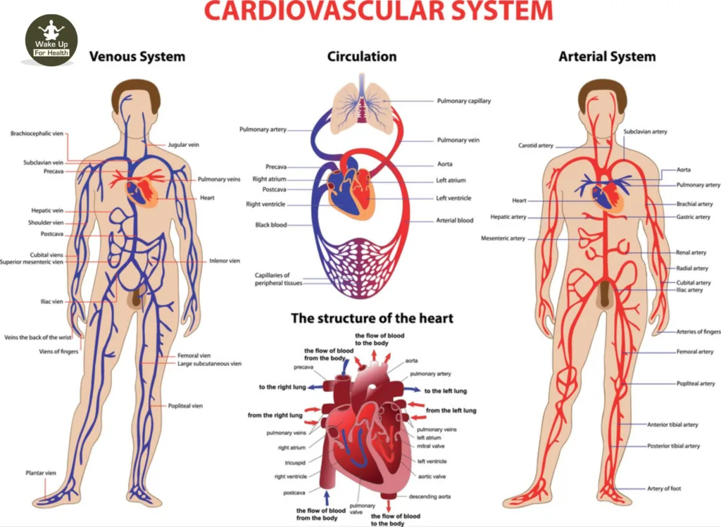 Cardiovascular Heart Disease| Coronary Artery Disease | Causes, Symptoms, Treatment 3 cardiovascular disease,cardiovascular system,cardiovascular,ischemic heart disease,coronary heart disease,congenital heart disease,heart disease symptoms,valvular heart disease,atherosclerotic cardiovascular disease,heart problems symptoms,heart valve disease,cardiovascular disease symptoms,cyanotic heart disease,types of heart disease,coronary heart disease symptoms,heart disease treatment,causes of heart disease,hypertensive cardiovascular disease,circulatory system diseases,circulatory diseases,congestive heart disease,chronic heart disease,cardiovascular associates,symptoms of heart disease in women,heart attack prevention,congenital heart disease symptoms,heart circulatory system,atherosclerotic heart disease,